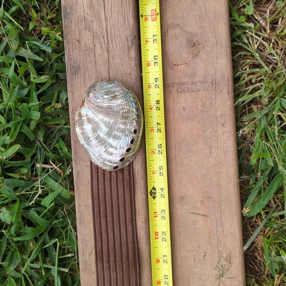 Seashell stretch belt - Picture 5 of 5